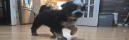 Miniature Australian Shepherd dogs for sale: Miniature Australian Shepherd 5 - Ad 2