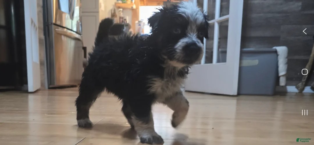 Miniature Australian Shepherd dogs for sale: Miniature Australian Shepherd 5 - Ad 2