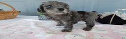 Toy Poodle dogs for sale: Toy Poodle 4 Cloe - Ad 2