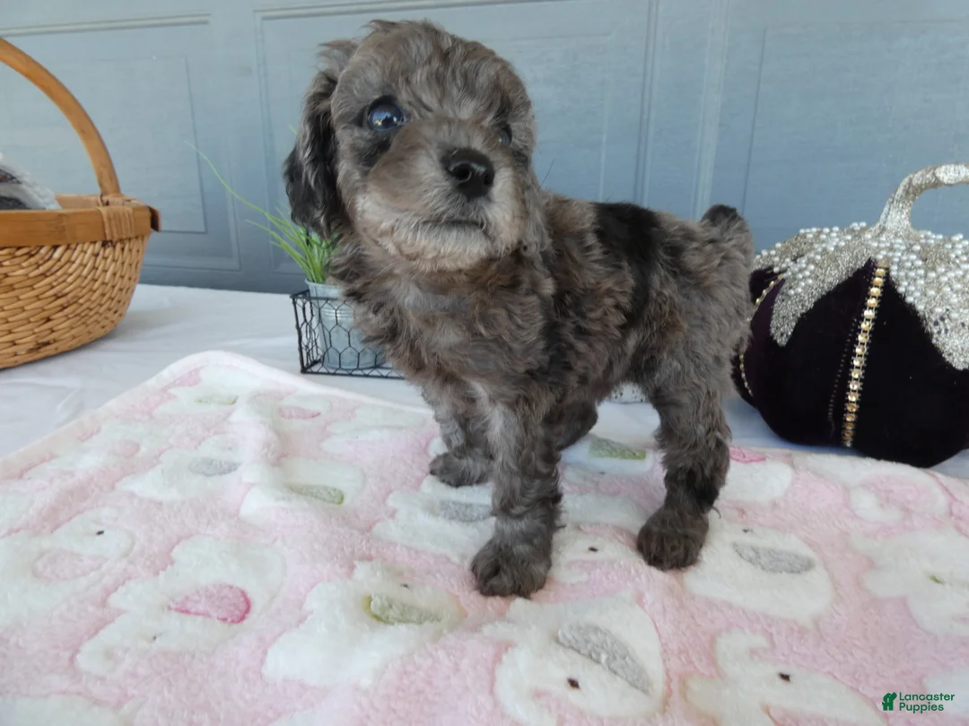 Toy Poodle dogs for sale: Toy Poodle 4 Cloe - Ad 2