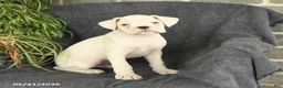 Boxer dogs for sale: Flora   - Ad 3