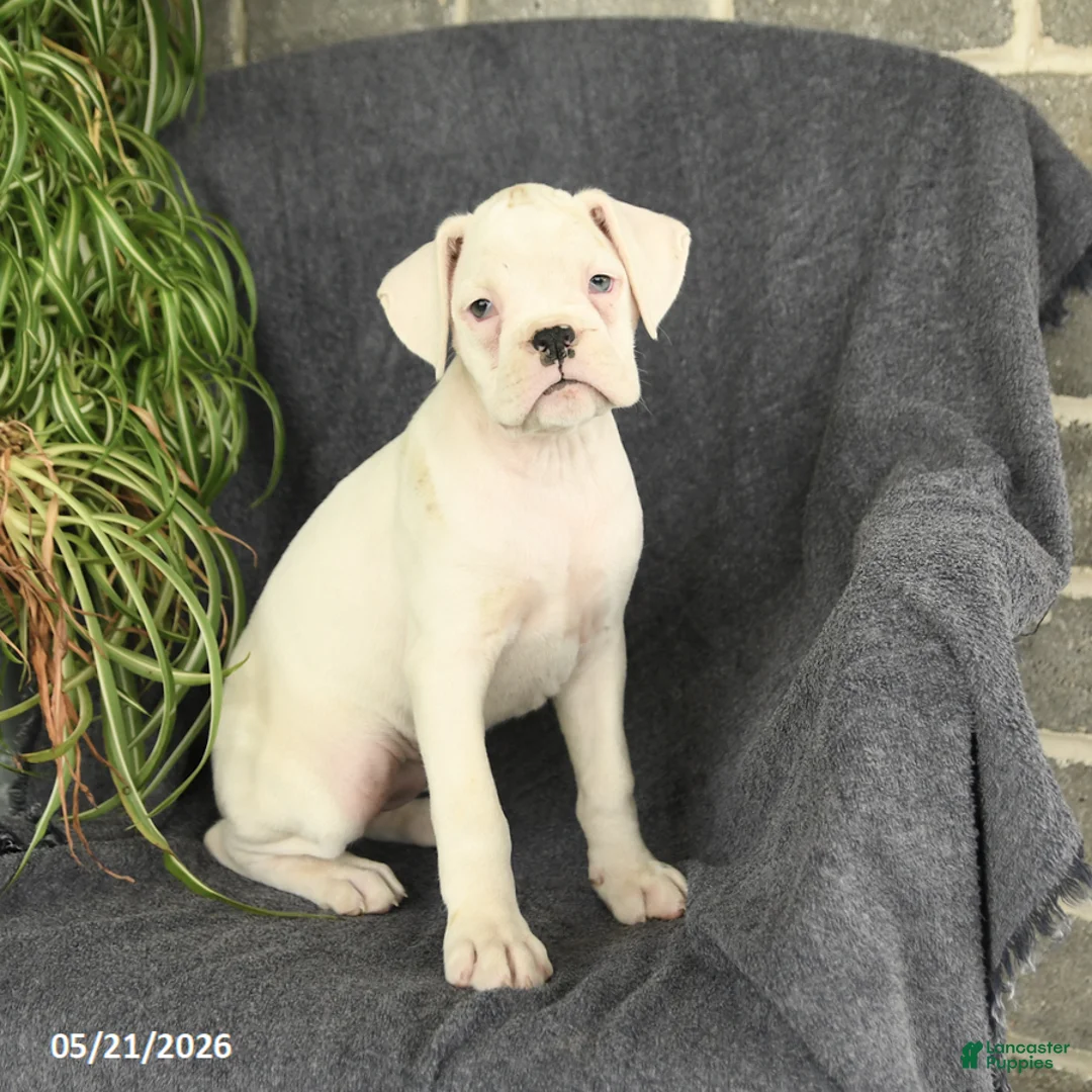 Boxer dogs for sale: Flora   - Ad 3