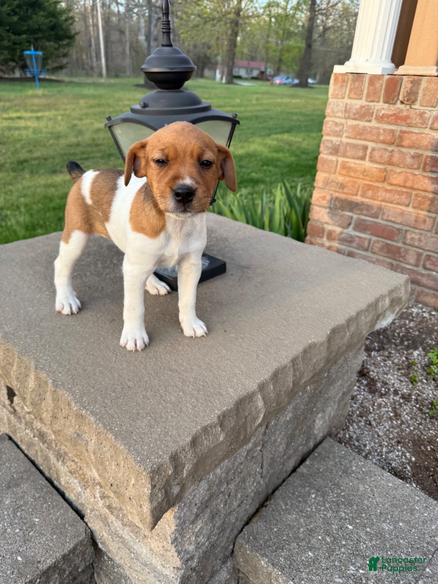 Jack Russell Terrier dogs Jrtca Valentine  - Ad 2