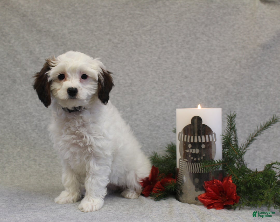 Cavapoo dogs for sale: Cookie - Ad 2