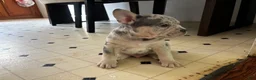 American Bully dogs for sale: Bali - Ad 3