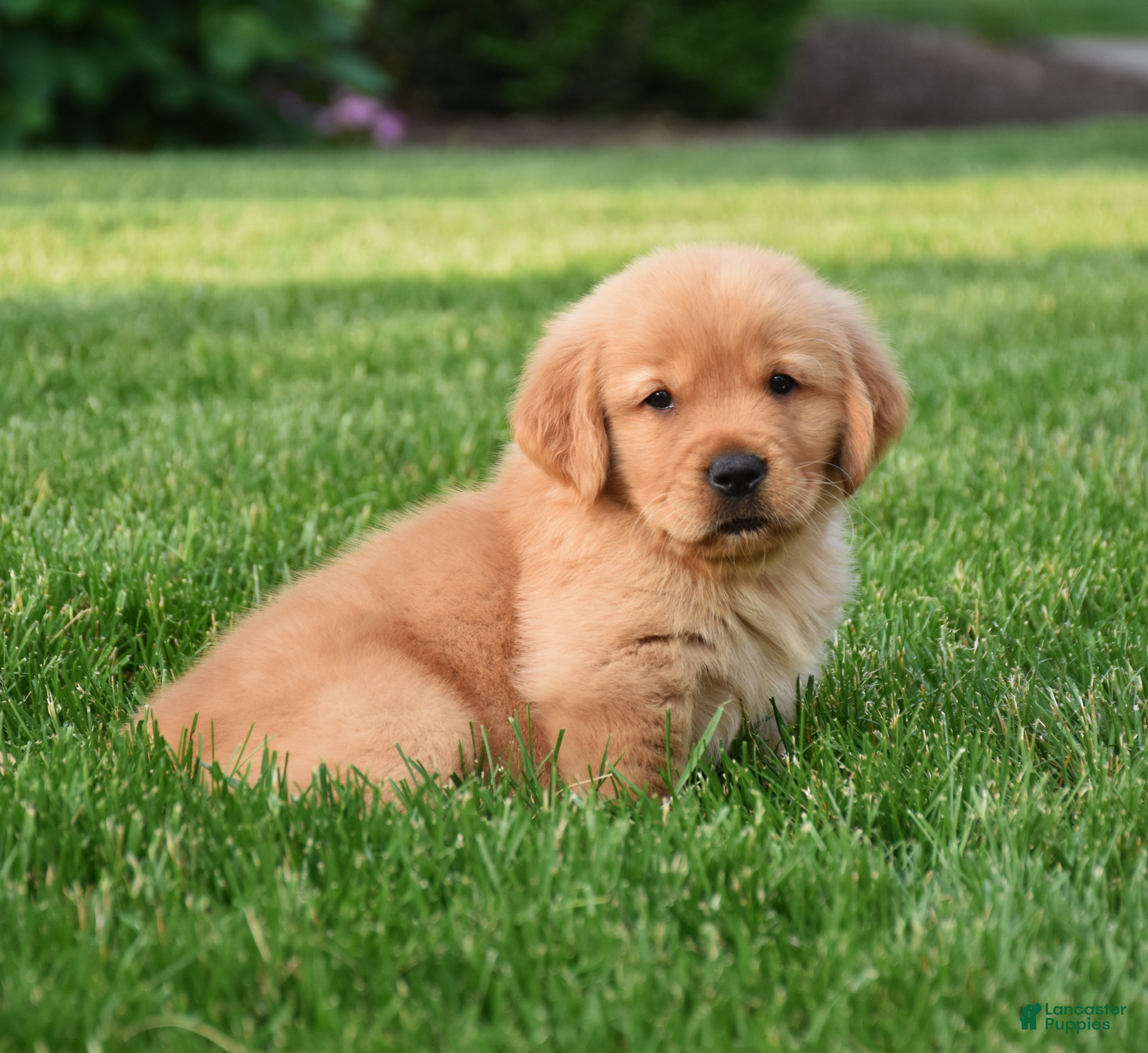 Golden Retriever dogs Aza - Ad 1