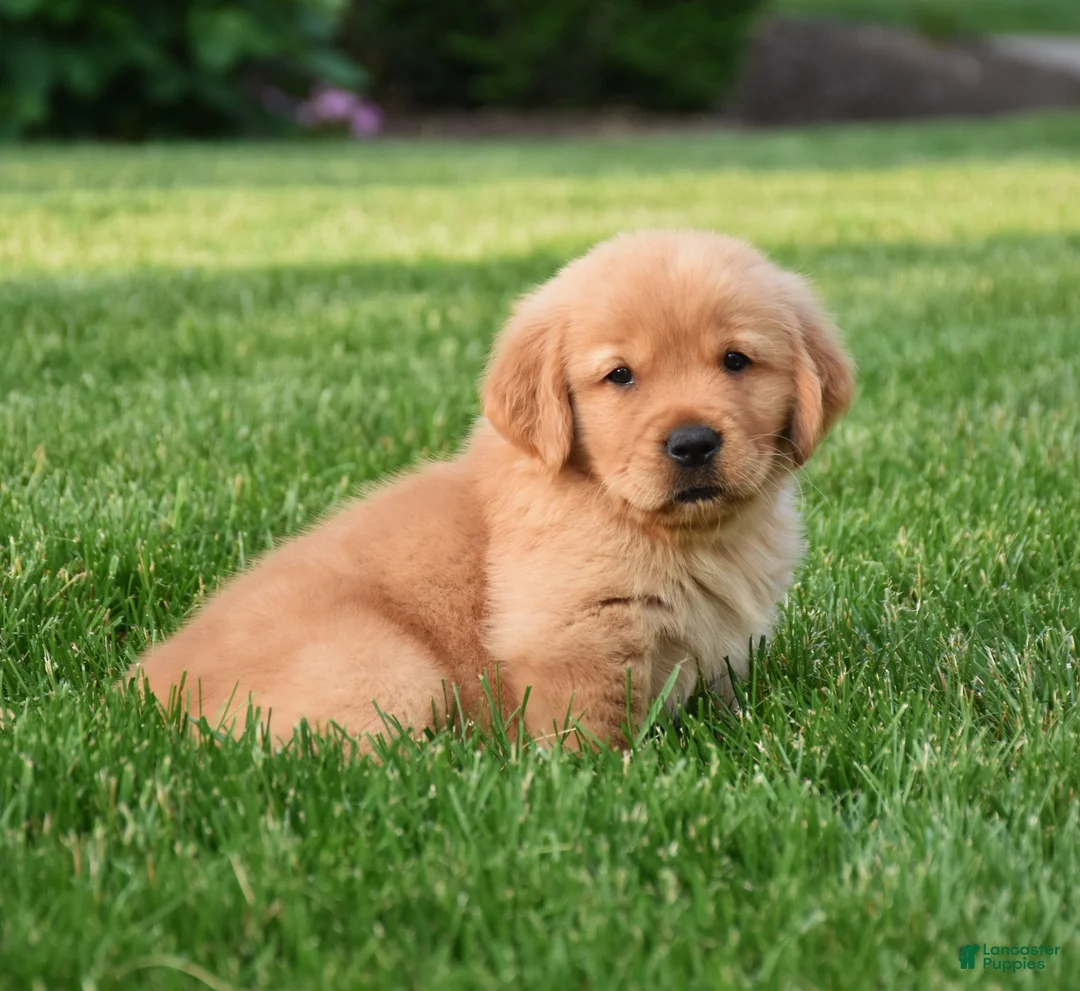 Golden Retriever dogs for sale: Aza - Ad 1