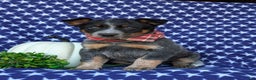 Australian Cattle Dog dogs for sale: Shelton - Ad 2