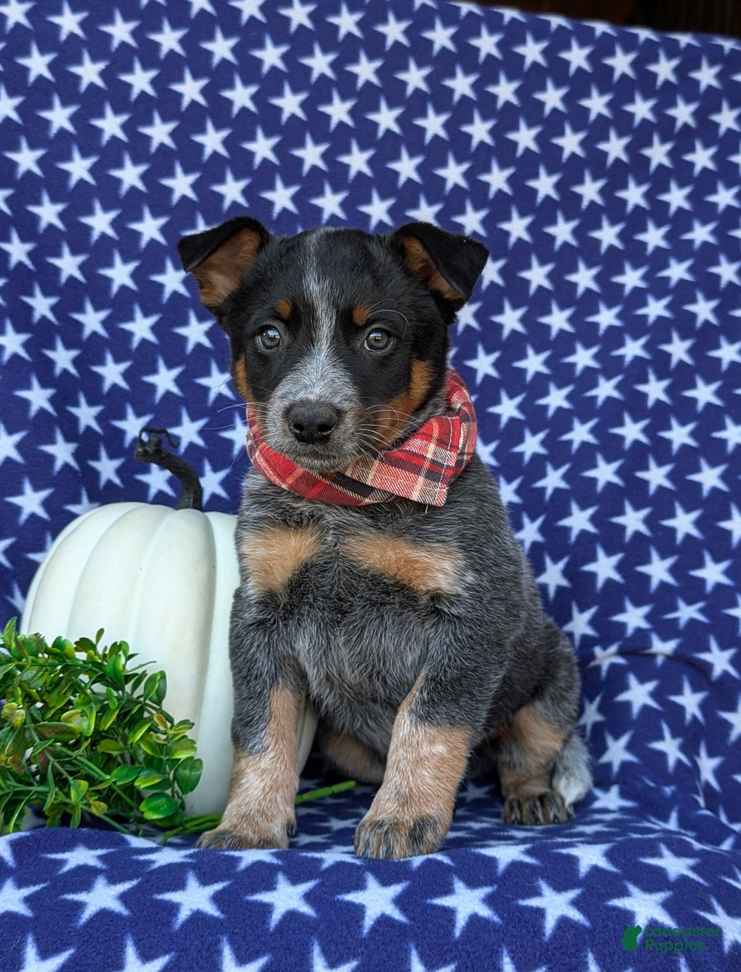 Australian Cattle Dog dogs for sale: Shelton - Ad 2
