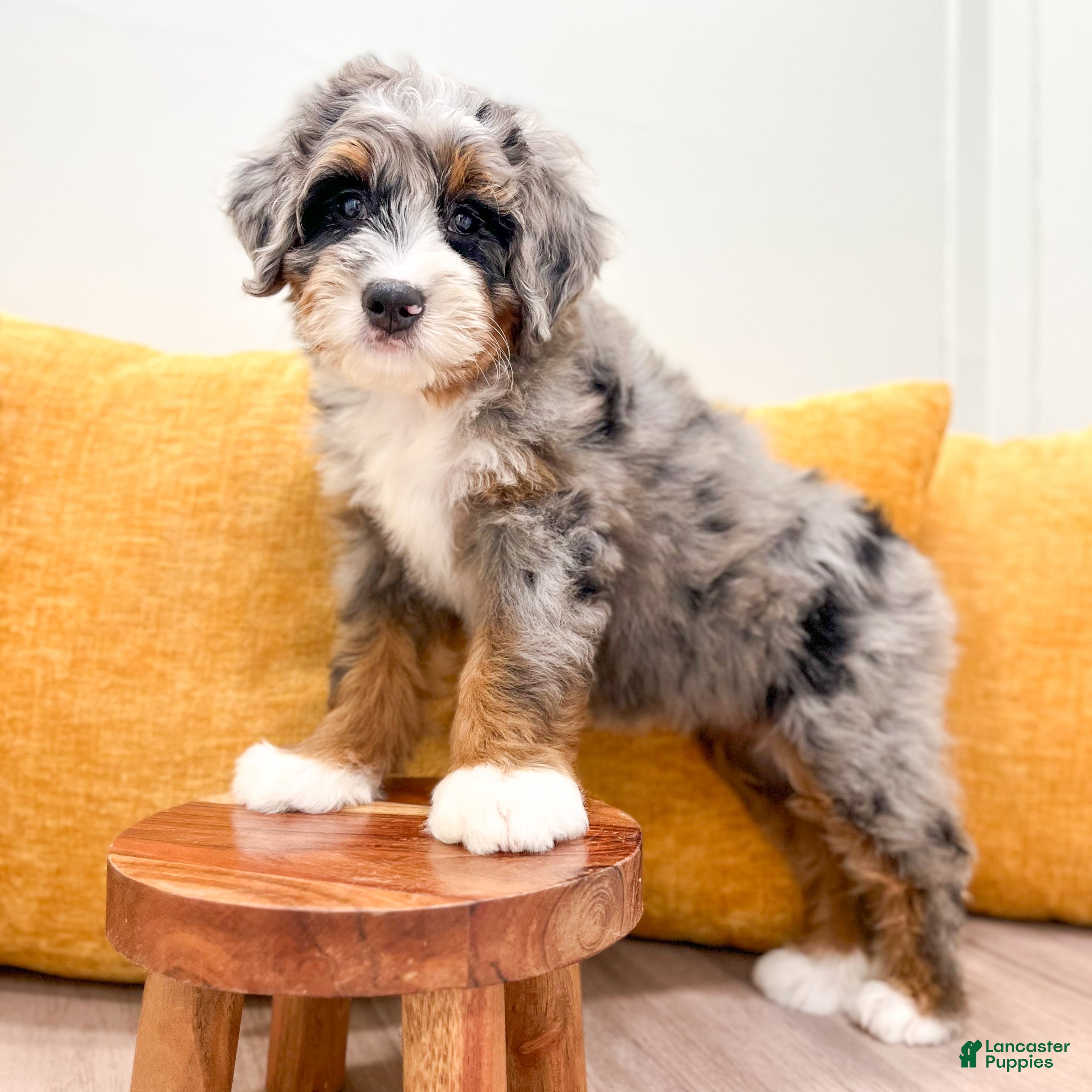 Mini Bernedoodle dogs Candy - Ad 1