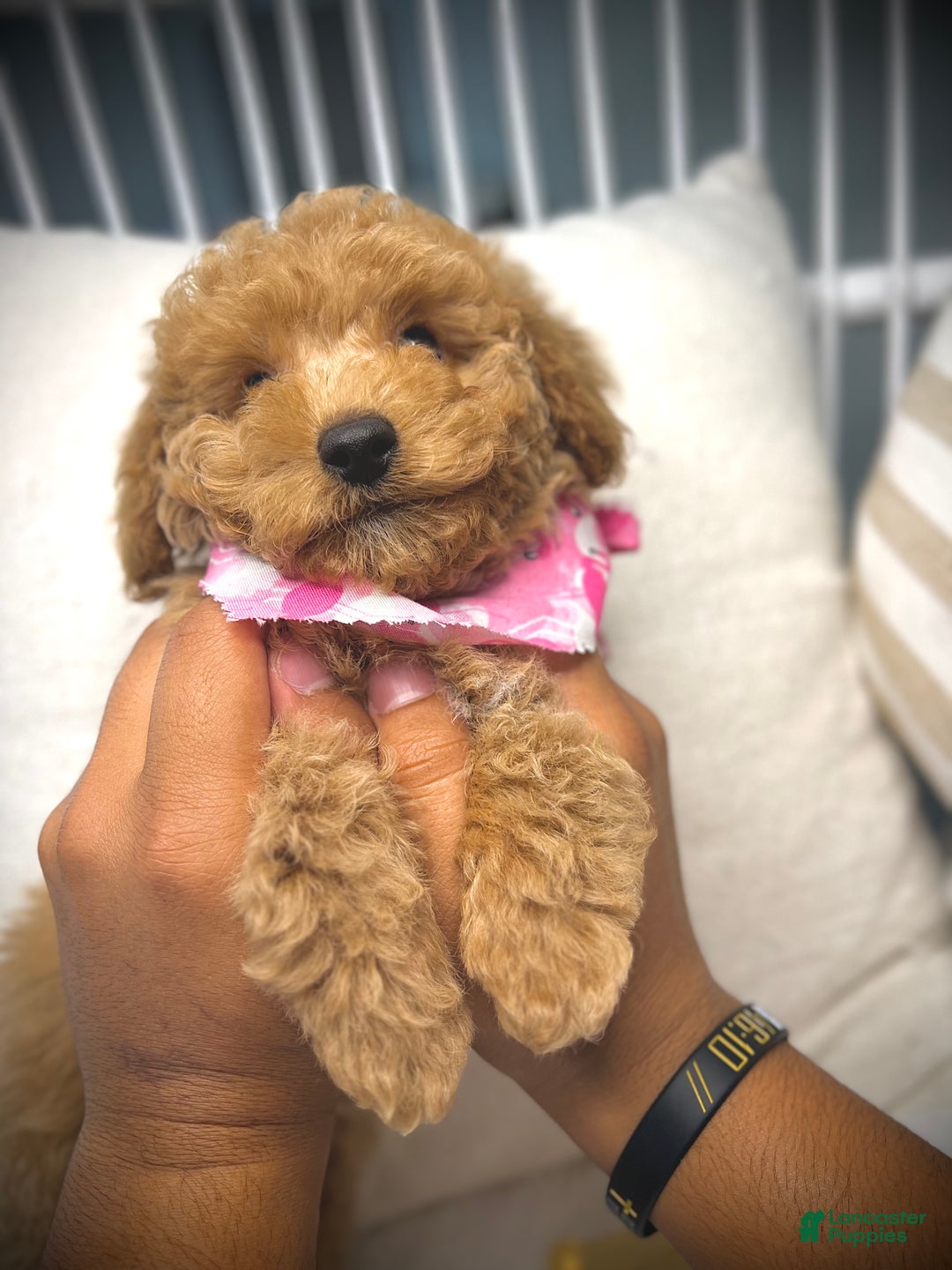 Toy Poodle dogs for sale: Toy Poodle Puppy 2 - Ad 15
