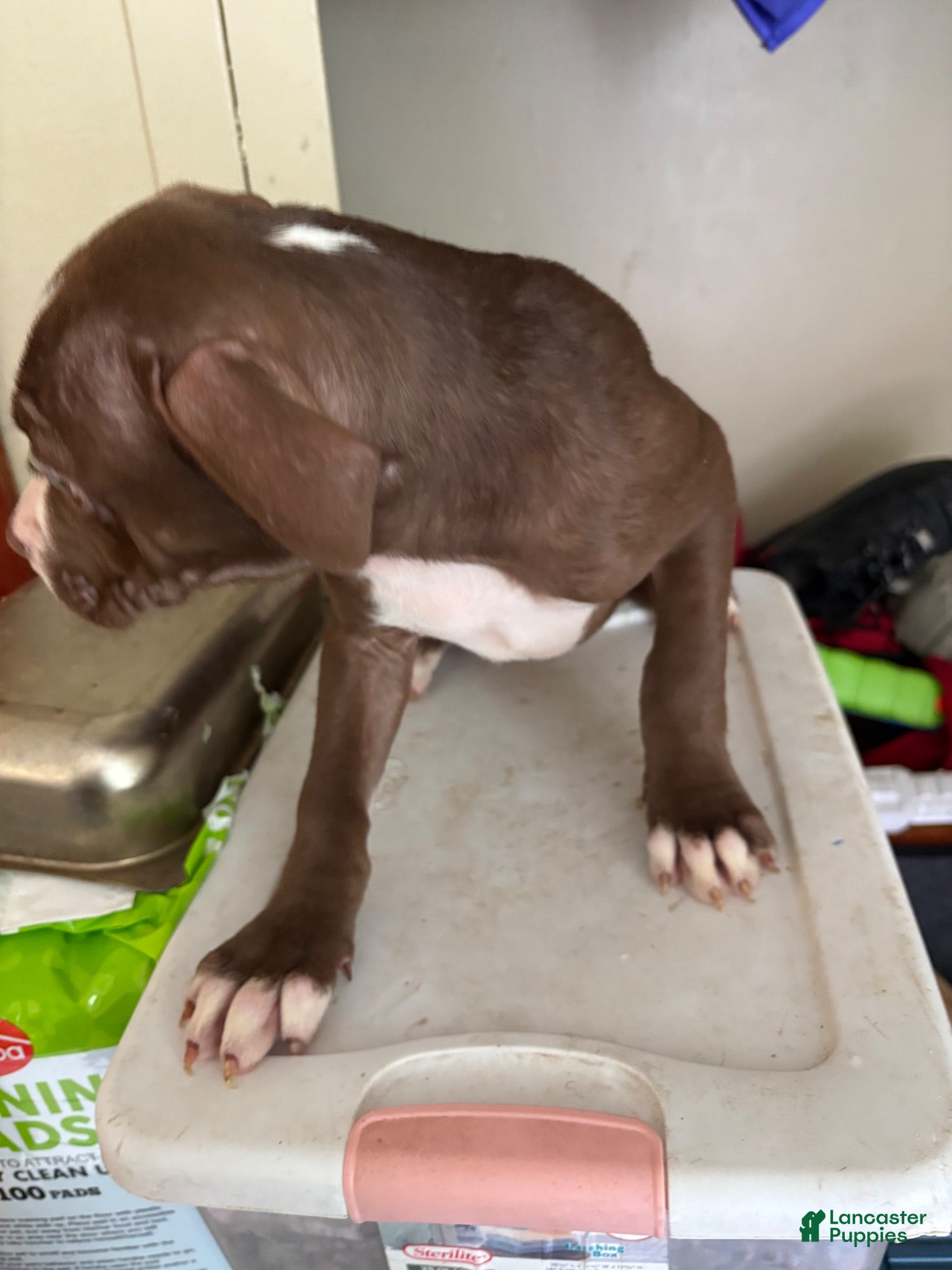 American Pit Bull Terrier dogs Lola - Ad 2