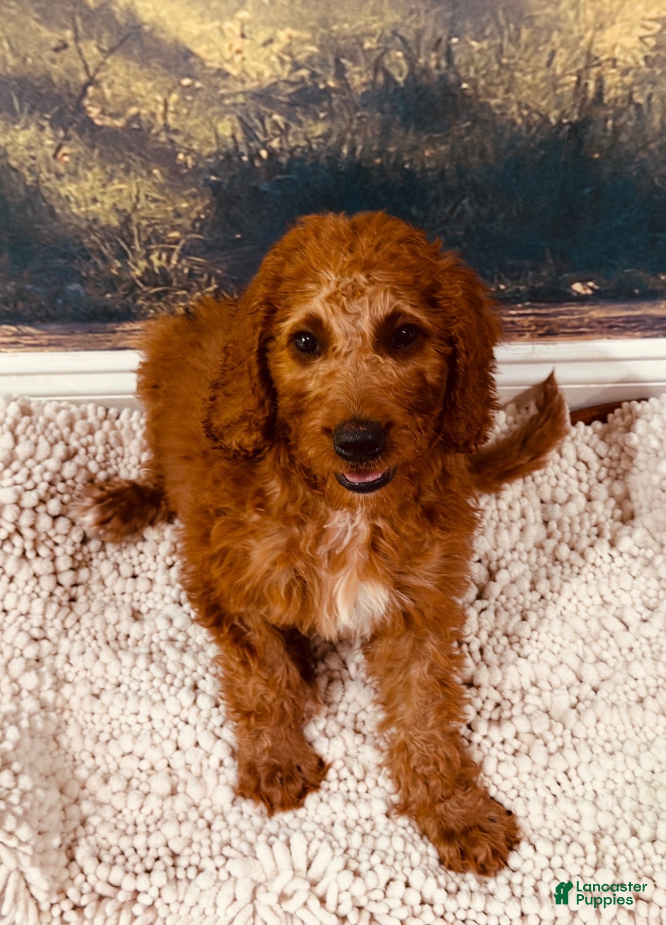 Goldendoodle dogs 🧡 Mr. Orange - Ad 2