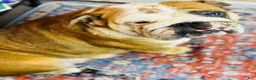 English Bulldog dogs for sale: Danny - 73737 - Ad 9