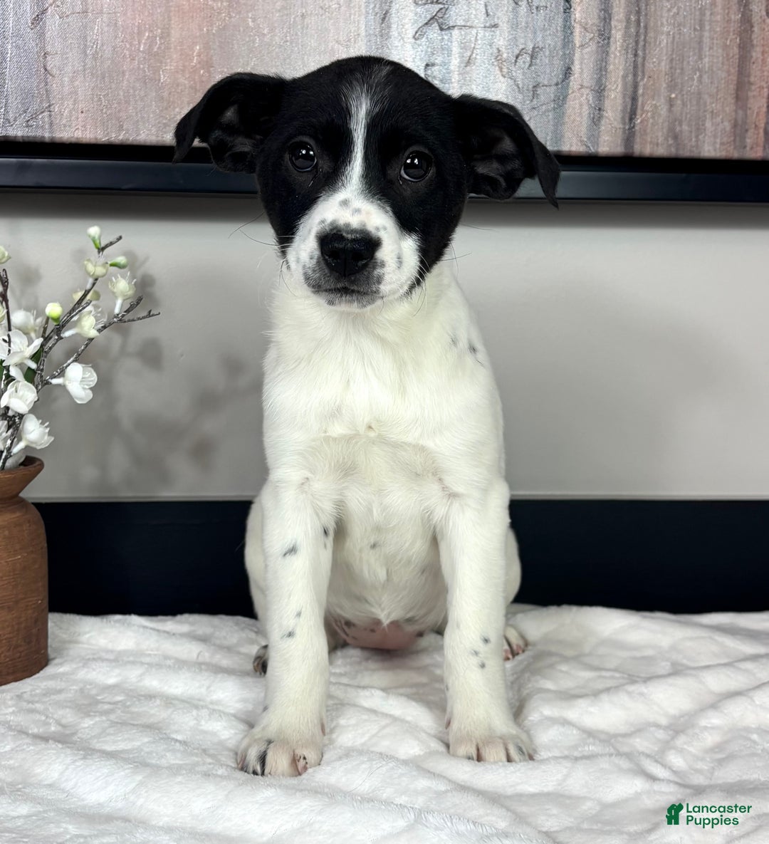 Mixed Breed dogs for sale: Kylie - Ad 5