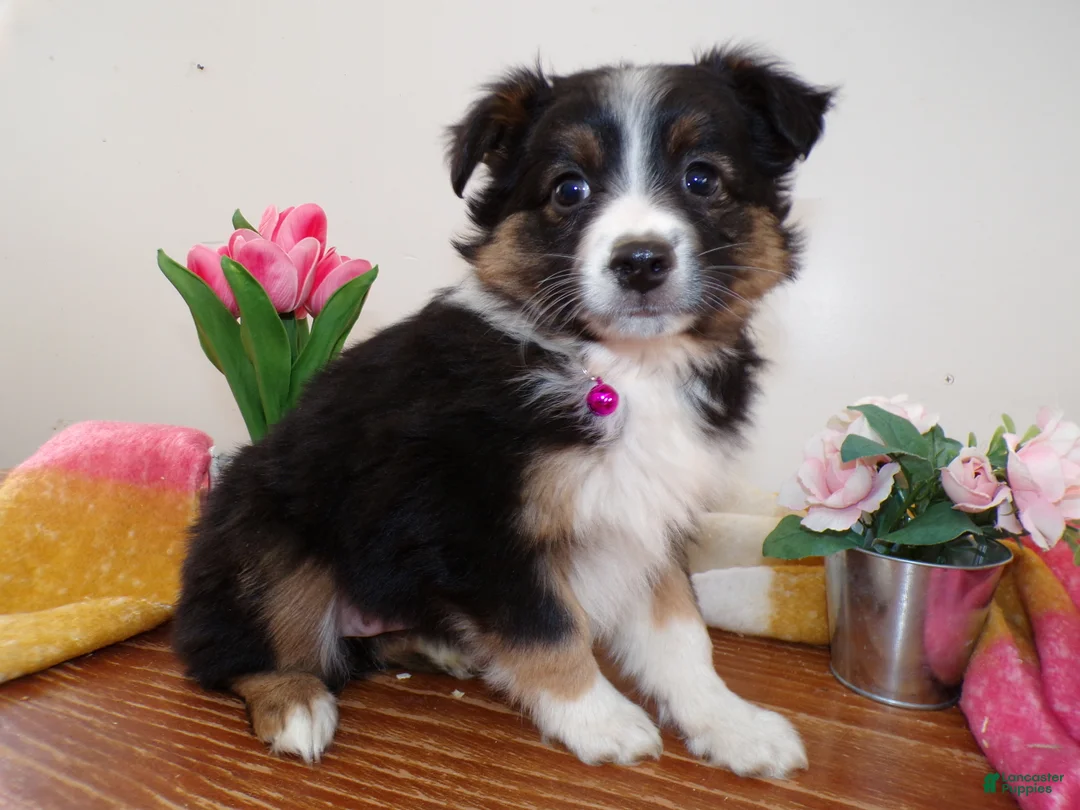 Mini Aussiedoodle dogs for sale: Mini Aussiedoodle Puppy 6 Wendy - Ad 2