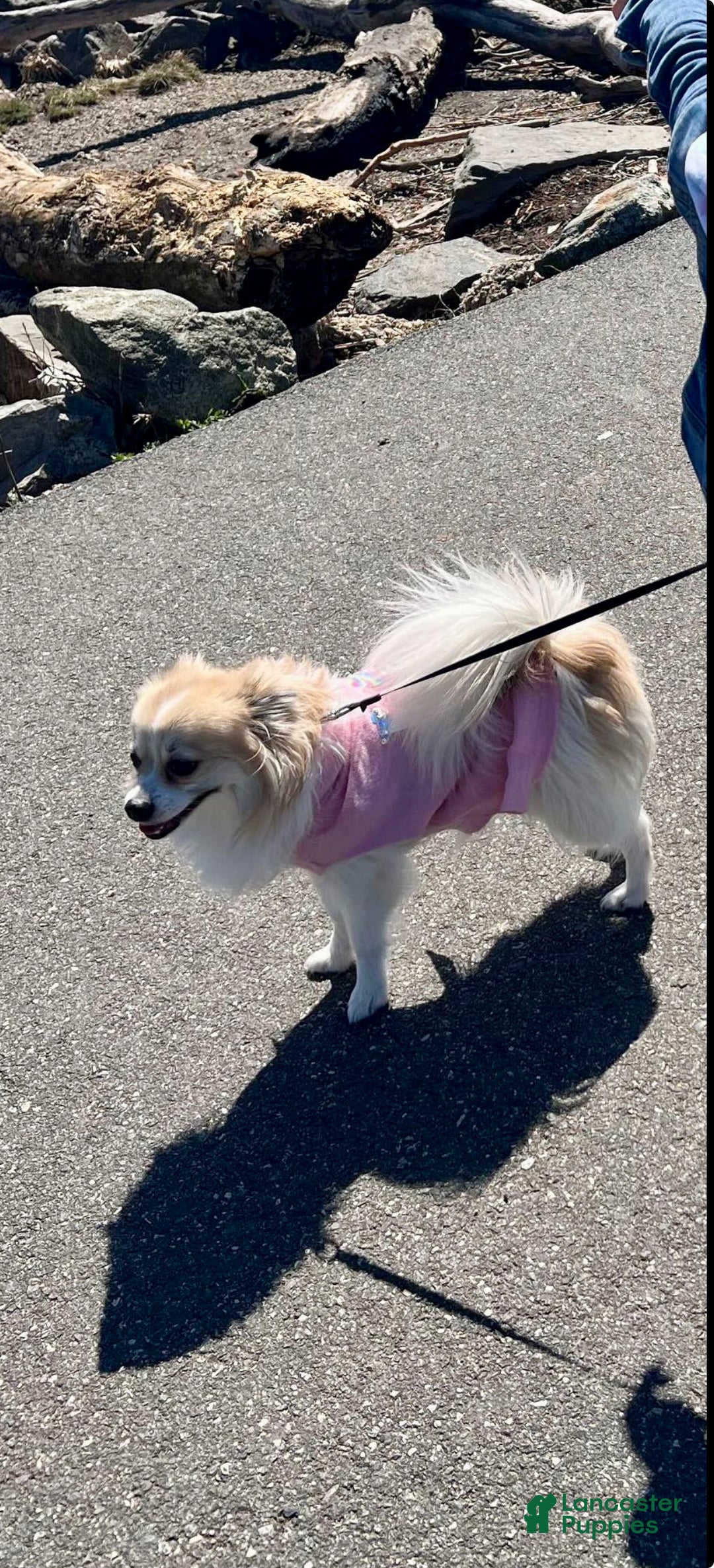 Pomeranian dogs for sale: Princess  - Ad 2