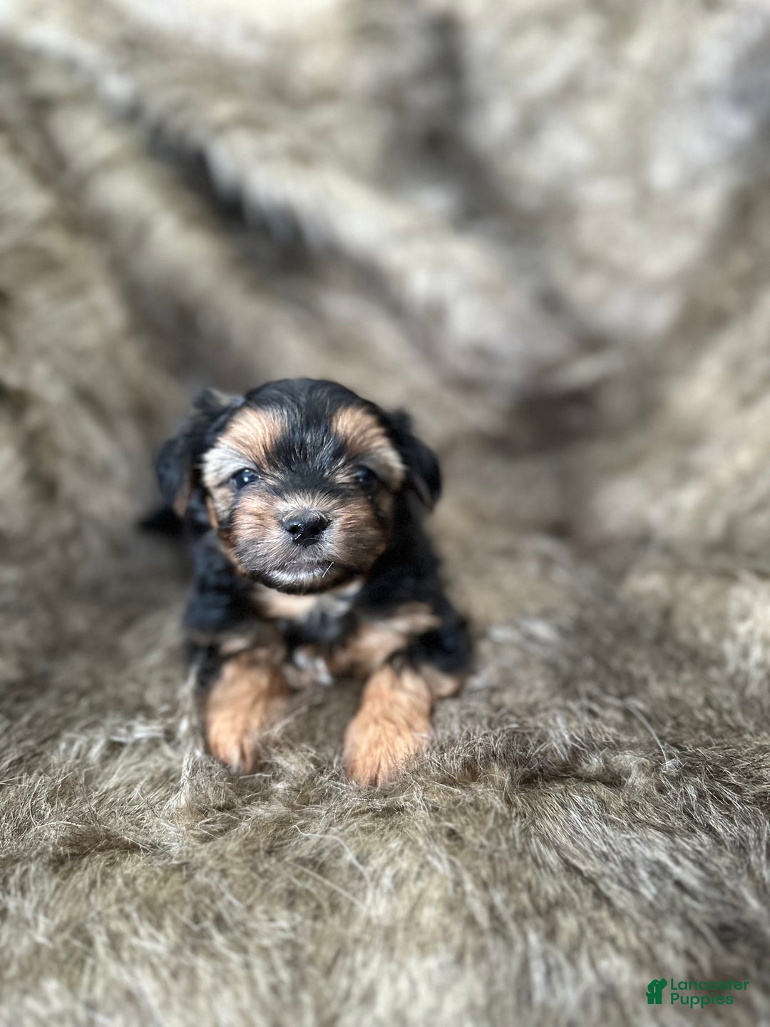 Shorkie dogs for sale: Camryn - Ad 1