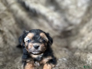 Shorkie dogs Camryn - Ad 38