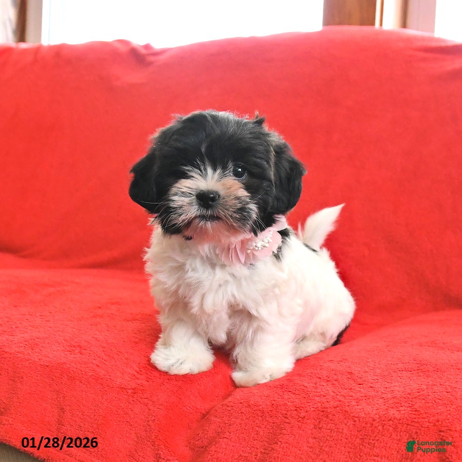 Teddy Bear dogs Lady - Ad 35