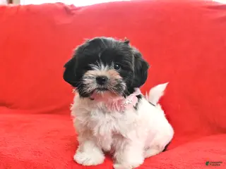 Teddy Bear dogs Lady - Ad 35