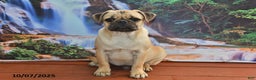 Pug dogs for sale: Sparky - Ad 8