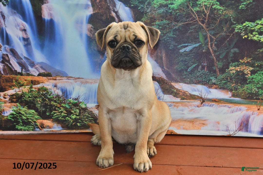 Pug dogs for sale: Sparky - Ad 8