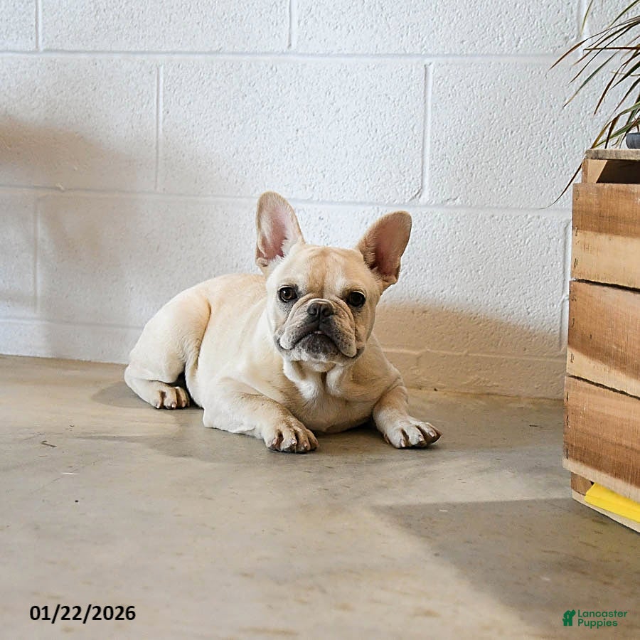 French Bulldog dogs Creamer - Ad 2