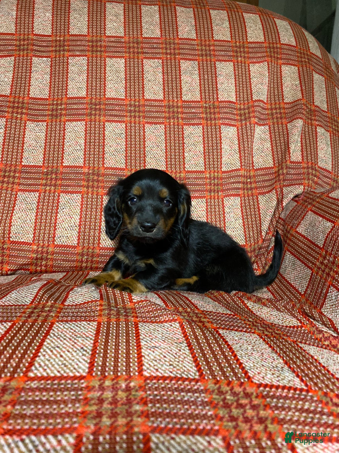 Miniature Dachshund dogs for sale: Miniature Dachshund Puppy 3 - Ad 4