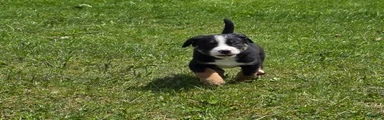 Mixed Breed Puppy 7