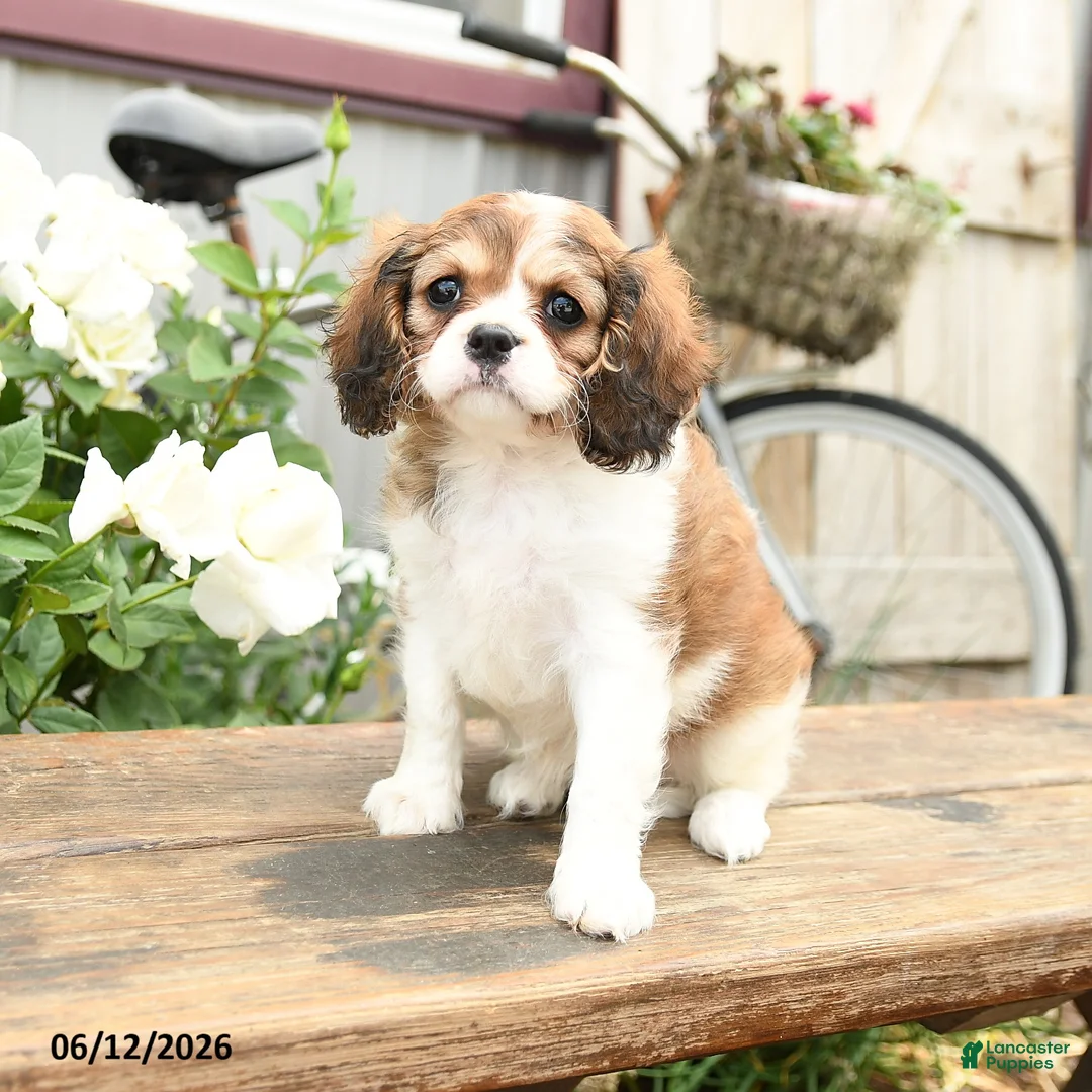 Cavachon dogs for sale: Willa - Ad 2