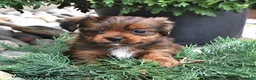 Shorkie dogs for sale: Brooke - Ad 3