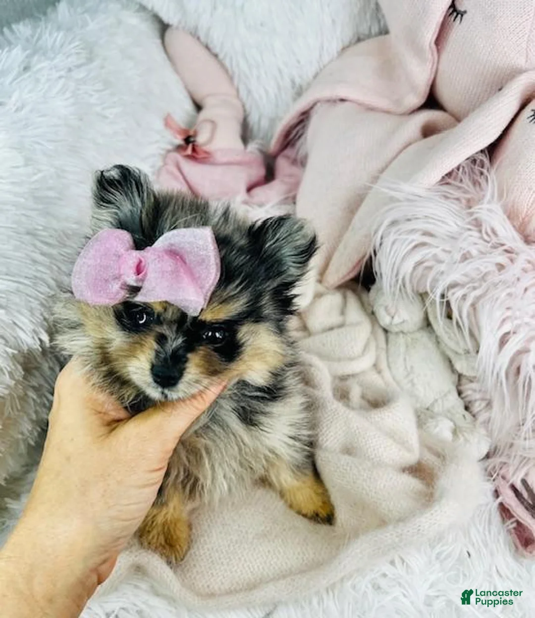 Pomeranian dogs for sale: Pomeranian Puppy 1 - Ad 3