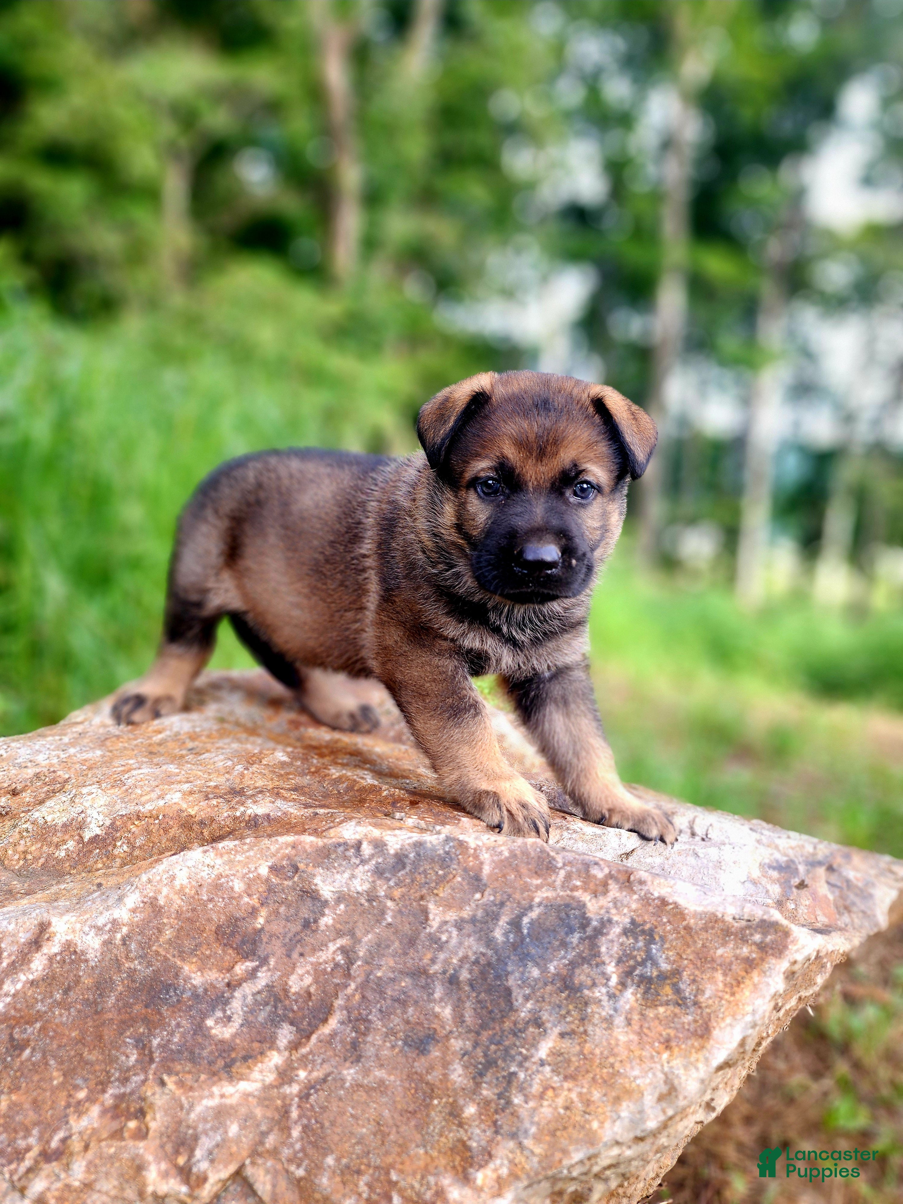 German Shepherd dogs  Thunder - Ad 1