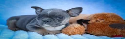 Frenchton dogs for sale: Poppy  - Ad 18
