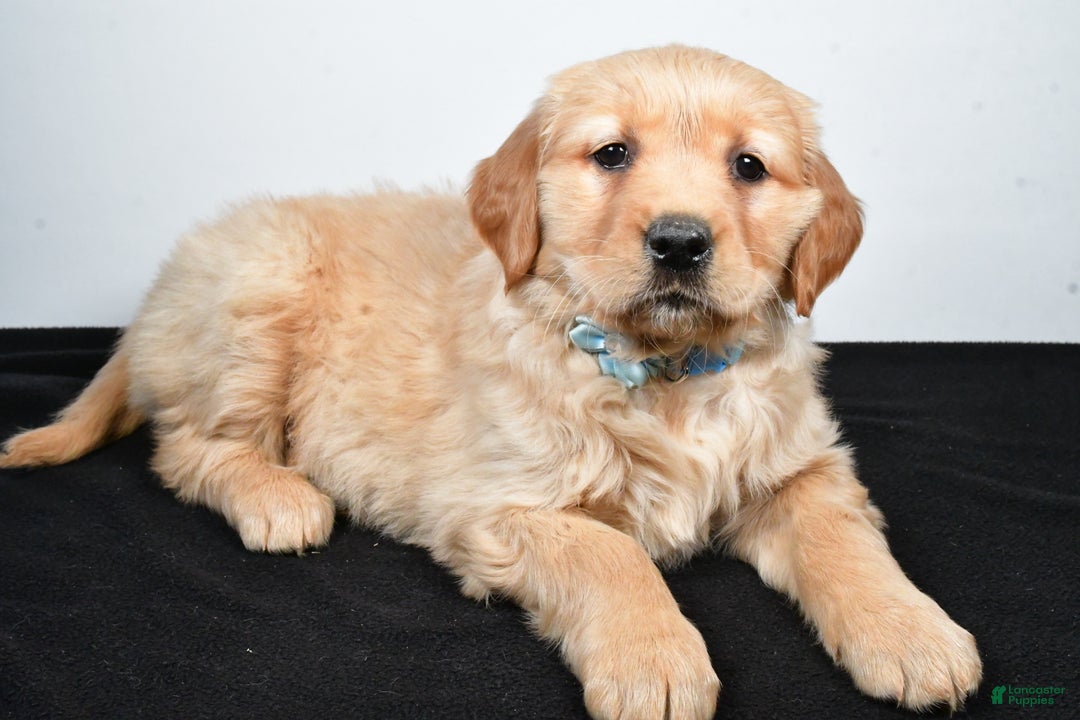 Golden Retriever dogs for sale: Jolene - Ad 1