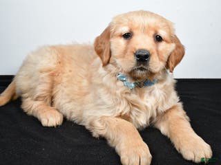 Golden Retriever dogs Jolene - Ad 13