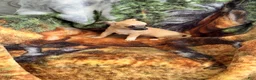 Chihuahua dogs for sale: Chihuahua Puppy 1 - Ad 3