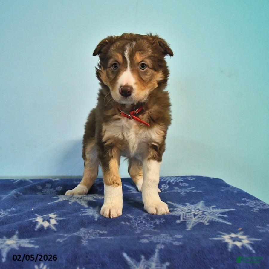 Mixed Breed dogs Lily - Ad 28