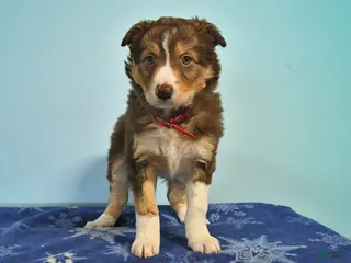 Mixed Breed dogs Lily - Ad 29