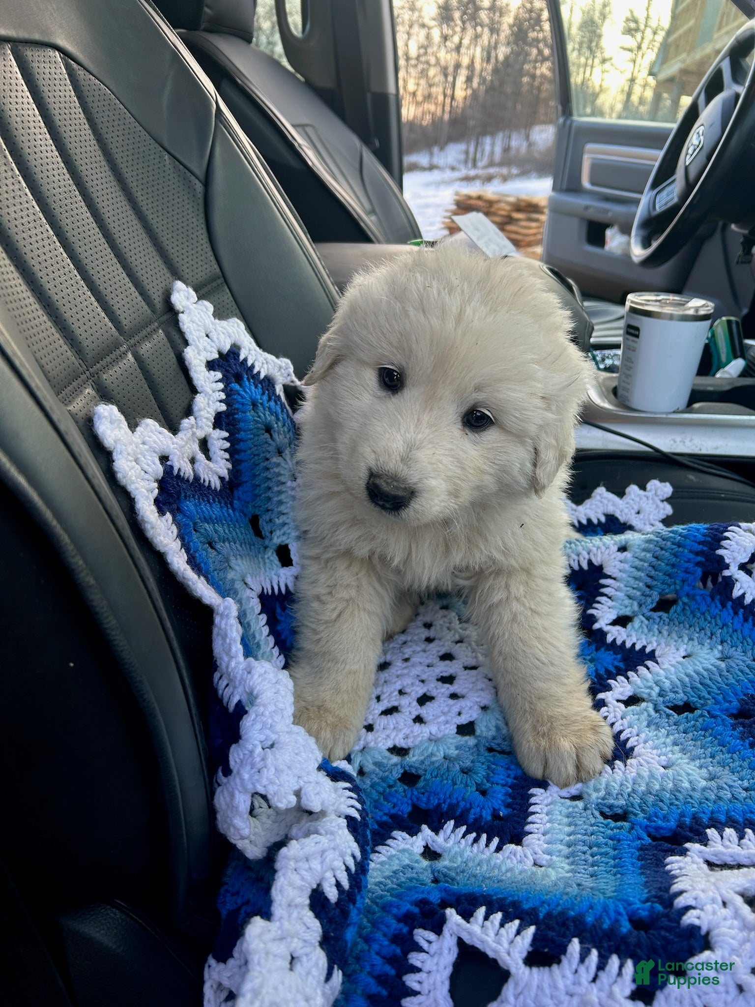 Mixed Breed dogs Mixed Breed Puppy 2 - Ad 4