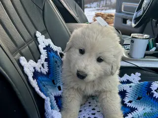 Mixed Breed dogs Mixed Breed Puppy 2 - Ad 4