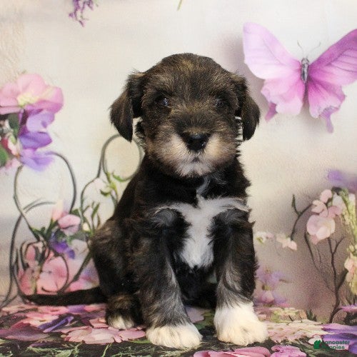 Miniature Schnauzer dogs Tanner - Ad 1