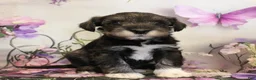 Miniature Schnauzer dogs for sale: Tanner - Ad 1