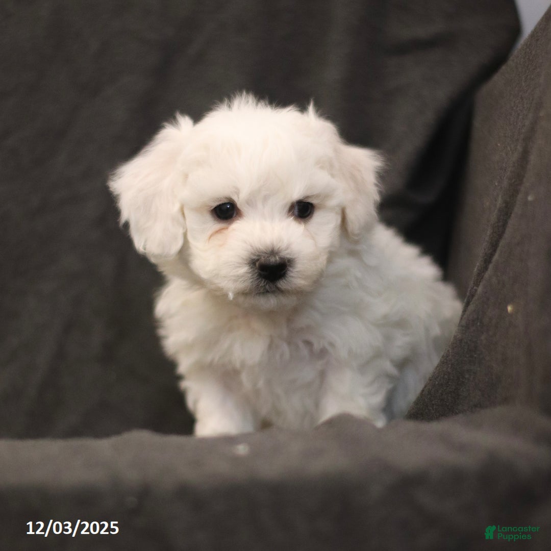Bichon Frise dogs for sale: Jude - Ad 1