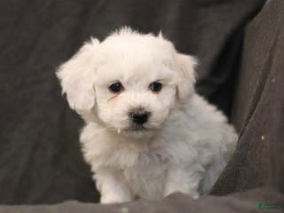 Bichon Frise dogs Jude - Ad 29