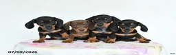 Miniature Dachshund dogs for sale: Reggie - Ad 5