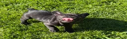 French Bulldog dogs for sale: French Bulldog Male Pup - Ad 11