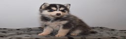 Pomsky dogs for sale: Eliana - Ad 3
