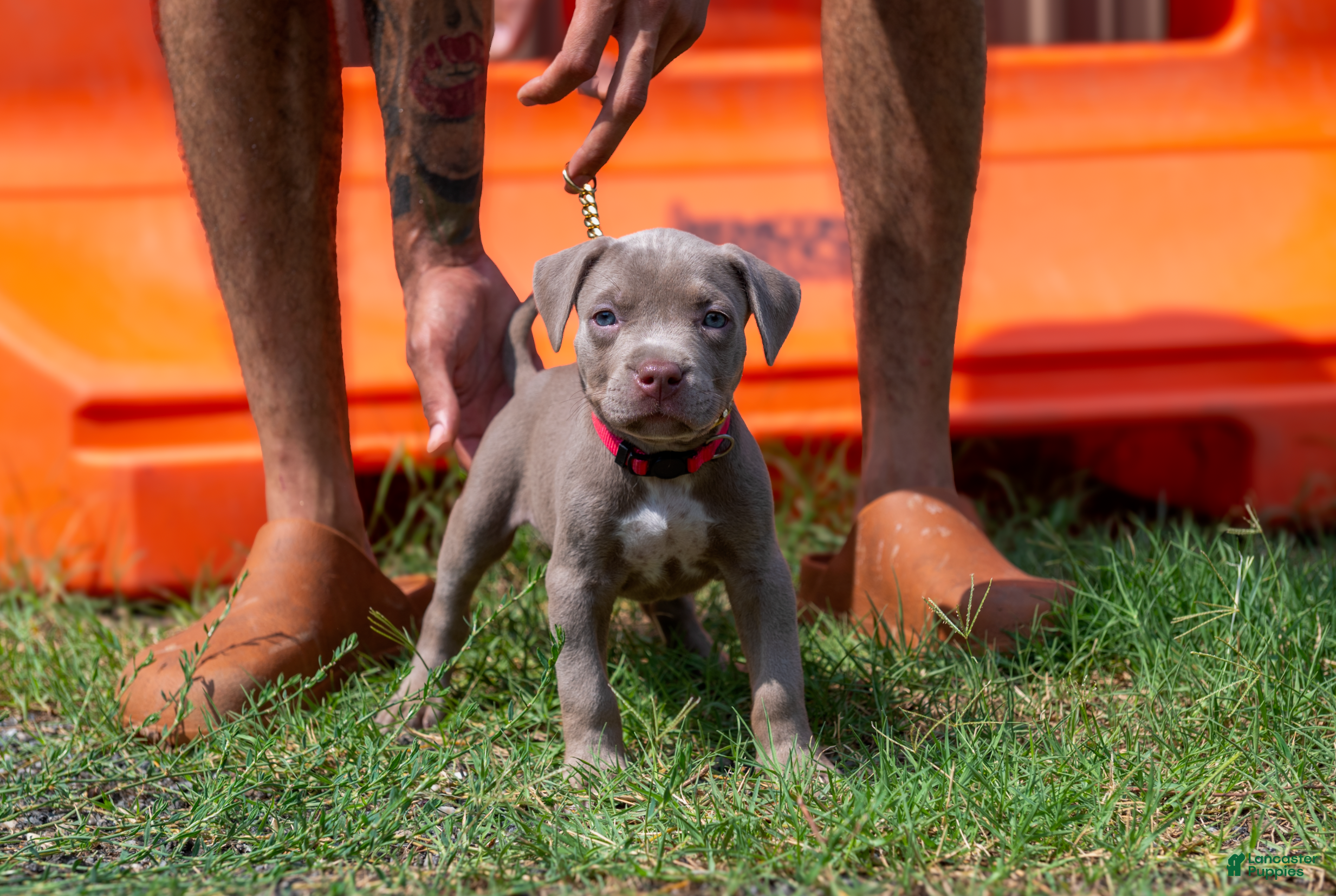 American Bully dogs American Bully 1 - Ad 1